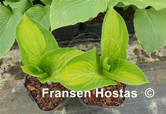 Hosta Barbara Elizabeth Hoover