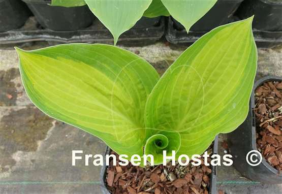 Hosta Barbara Elizabeth Hoover