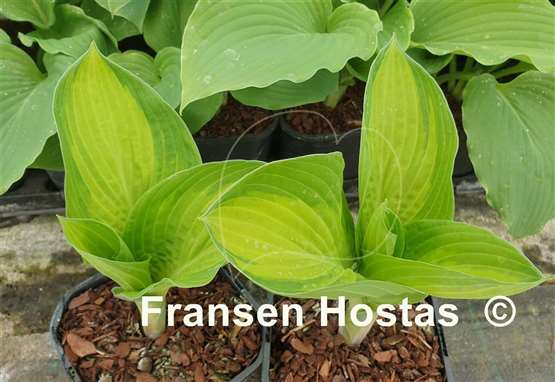 Hosta Barbara Elizabeth Hoover
