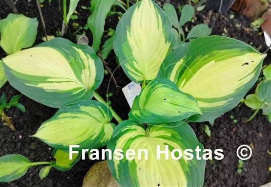 Hosta Barbara Elizabeth Hoover