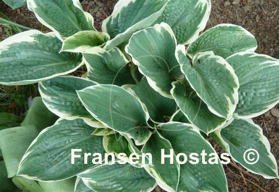 Hosta Barbara Ann
