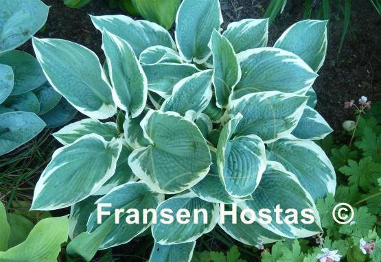 Hosta Barbara Ann