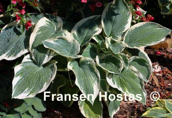 Hosta Barbara Ann