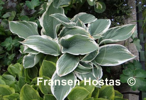 Hosta Barbara Ann