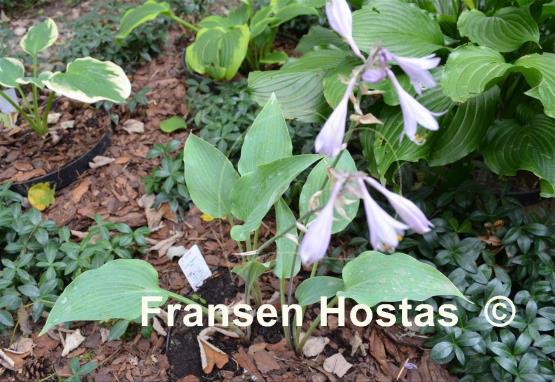 Hosta Barbara May