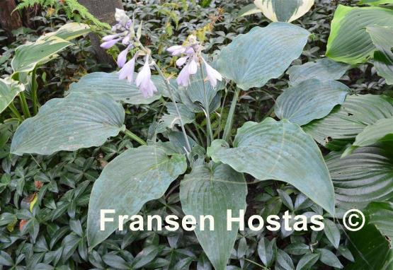 Hosta Barbara May