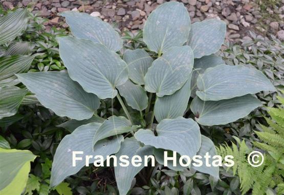 Hosta Barbara May