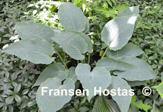 Hosta Barbara May