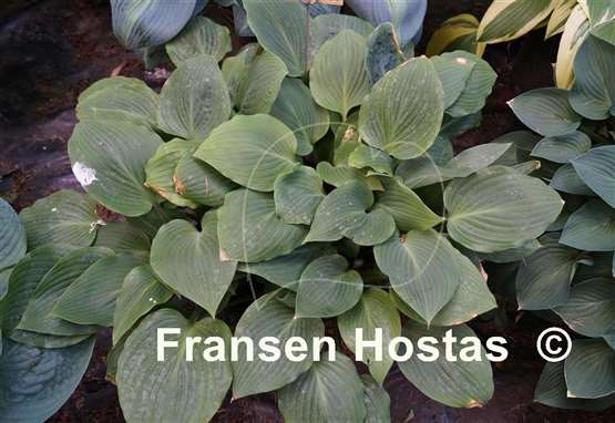 Hosta Barney Fife