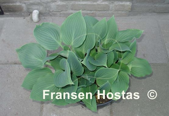 Hosta Barney Fife