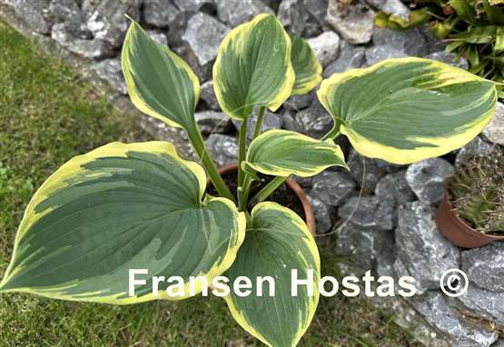Hosta Baroness