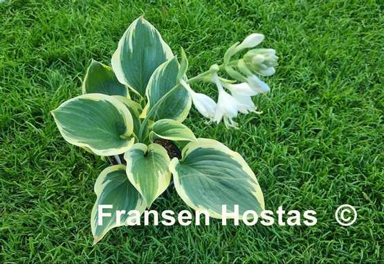 Hosta Baroness