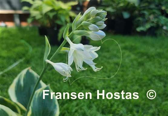Hosta Baroness