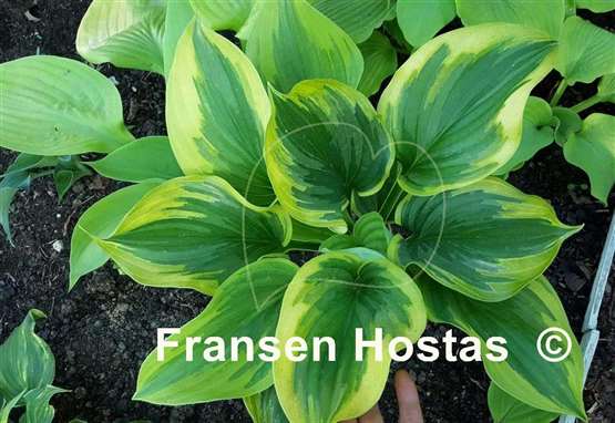 Hosta Baroness