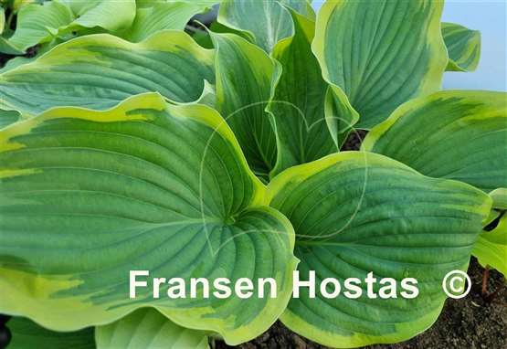 Hosta Baroness