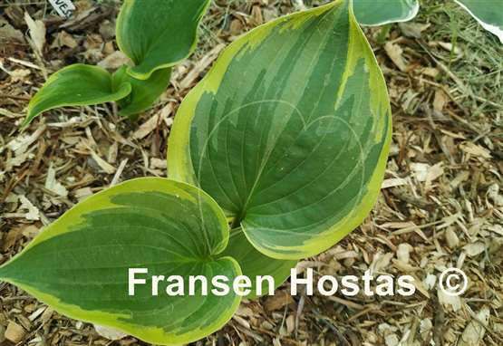 Hosta Baroness