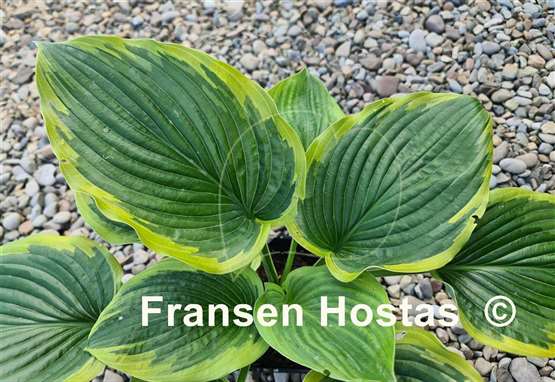 Hosta Baroness