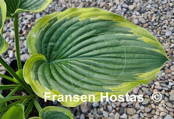 Hosta Baroness