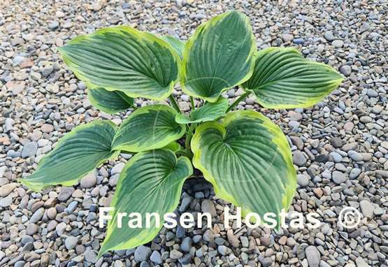 Hosta Baroness