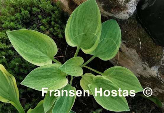 Hosta Bashful