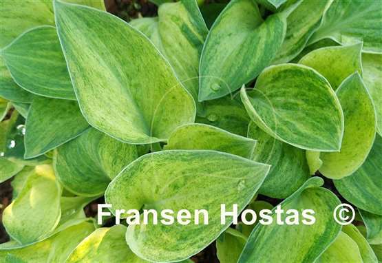Hosta Bashful