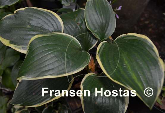 Hosta Battle Star