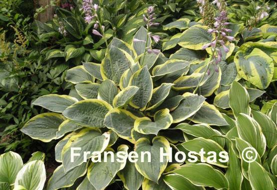 Hosta Battle Star