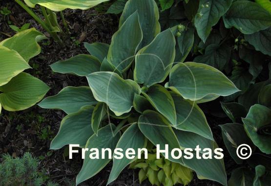 Hosta Battle Star