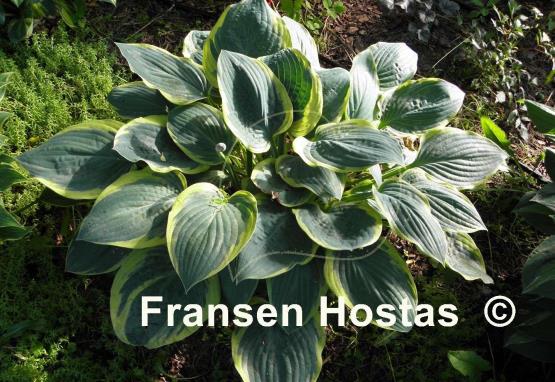 Hosta Battle Star