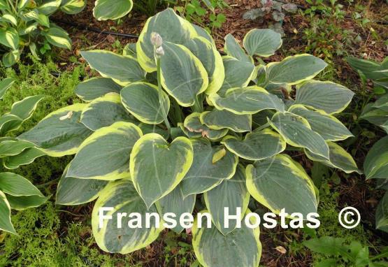 Hosta Battle Star