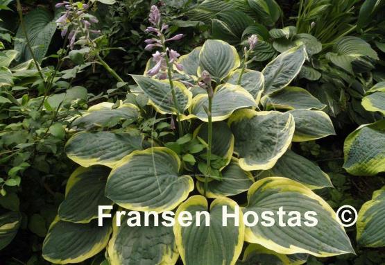 Hosta Battle Star