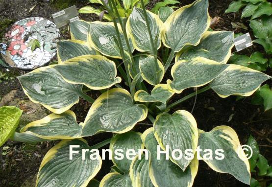 Hosta Battle Star