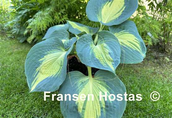Hosta Beach Boy