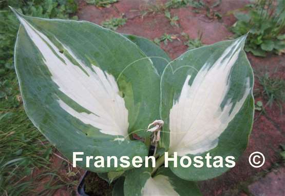 Hosta Beach Boy