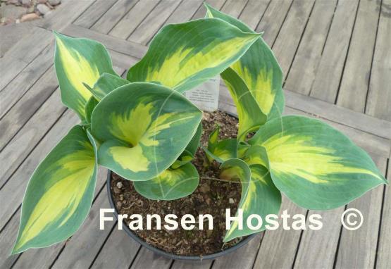 Hosta Beach Boy