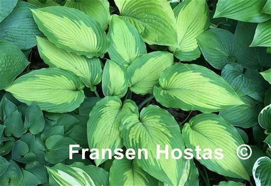 Hosta Beau Brummell