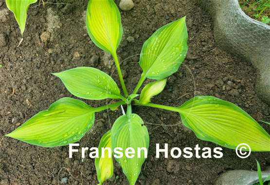 Hosta Beau Brummell