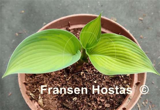 Hosta Beau Brummell