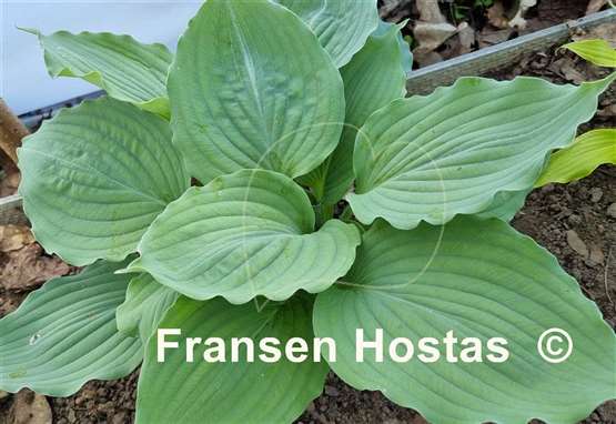 Hosta Beautiful Hope