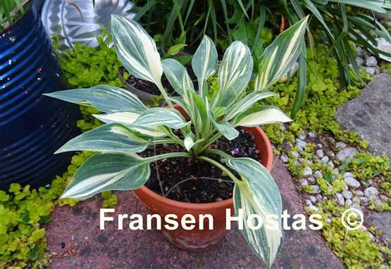 Hosta Beauty Little Blue Streaked