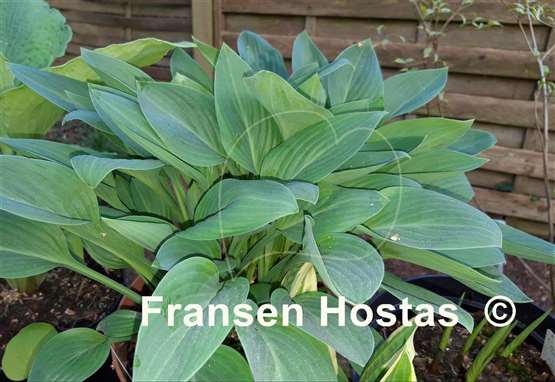 Hosta Beauty Little Blue