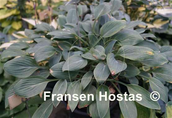 Hosta Beauty Little Blue