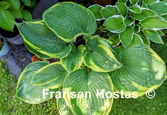 Hosta Beauty Substance