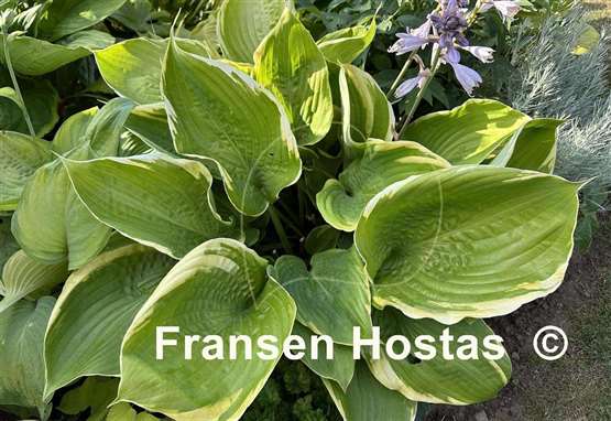 Hosta Beauty Substance
