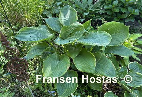 Hosta Beauty Substance