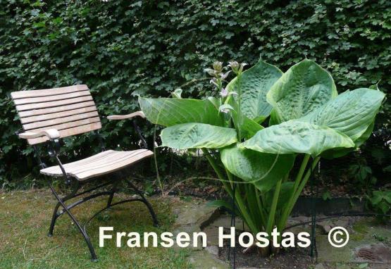 Hosta Beauty Substance