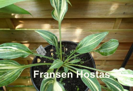 Hosta Beauty Little Blue Streaked