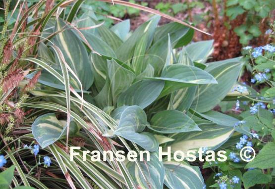 Hosta Beauty Little Blue Streaked