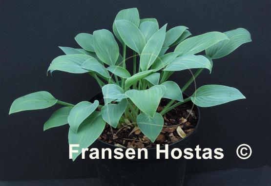 Hosta Beauty Little Blue