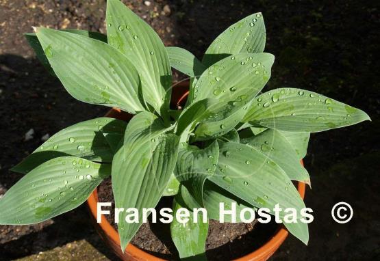 Hosta Beauty Little Blue